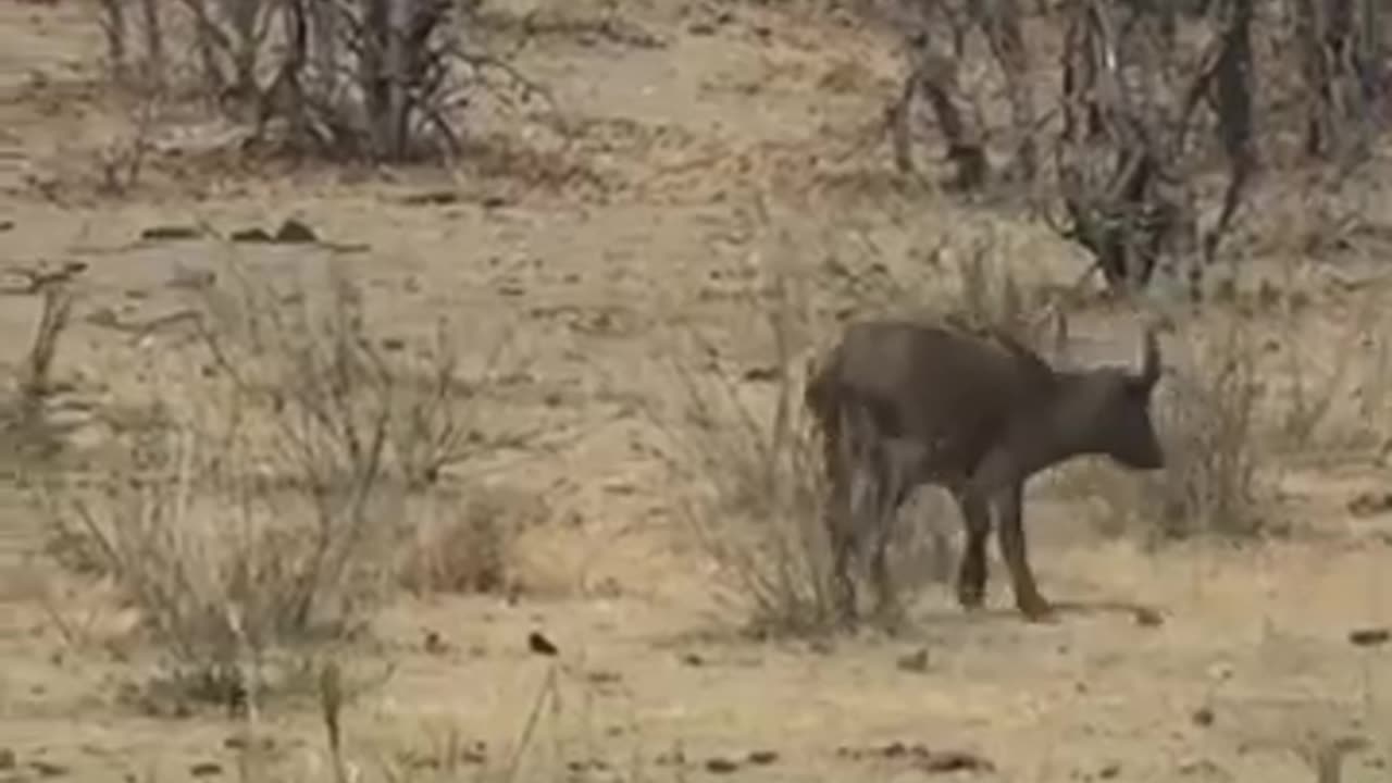 BRIGAS DE GIGANTE ELEFANTE GIGANTE É UMA BÚFALO