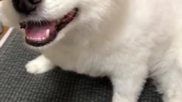 This cute puppy's name is Monggu.