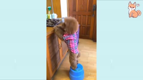 Cute Puppies and Funny Dogs Compilation | Very Funny!