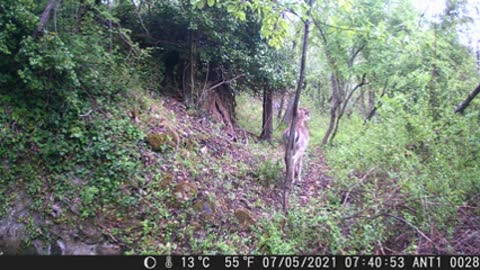 A family of deer on the Domaine Saint-Antonin (Provence nature camera)