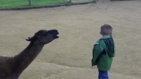 Llama spits in kid's face.
