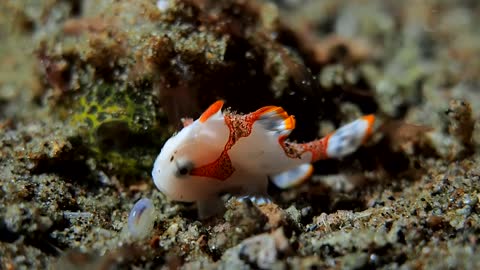 Frogfish Found During Night Dive