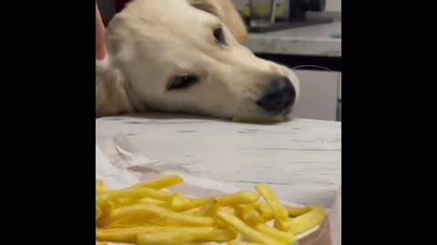 Dog Tries To Secretly Eat Owner's French Fries