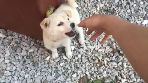 Brown puppy and White Puppy are playing with me. So cute