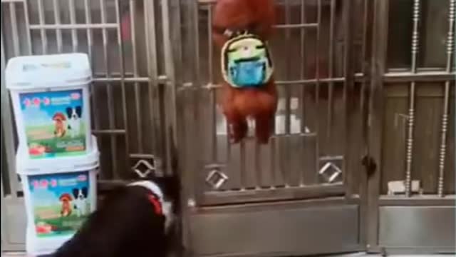 Can you please open the gate?