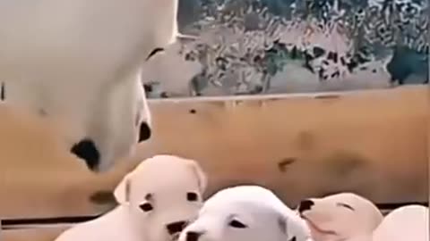 Funny animals