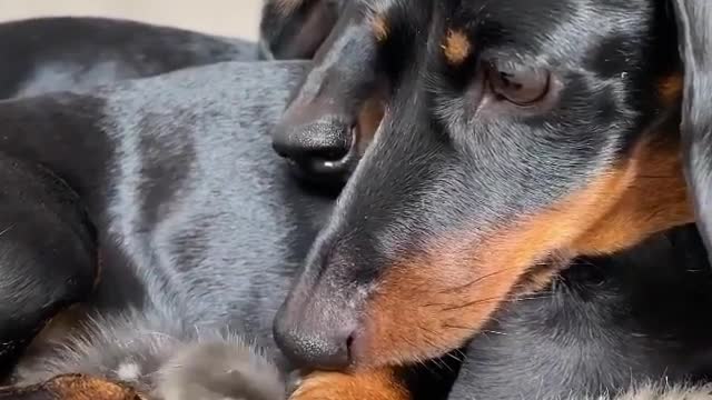 🤣 Funniest 🐶 Dogs and 😻 - Awesome Funny Pet Animals Videos 😇#funny pets
