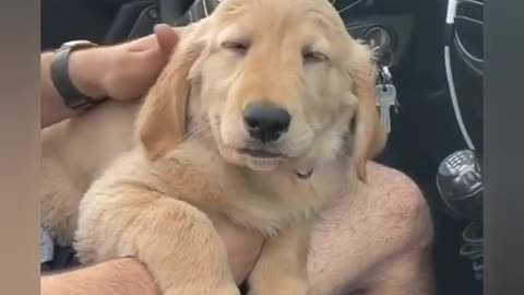 CÃO VIRAL (2021) CÃES BEBÊ