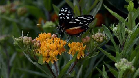 Brightly colored butterfly