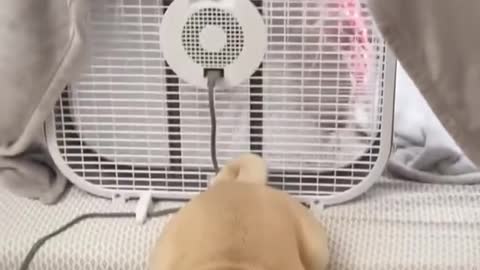 funny dog flirting