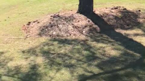 Squirrel goes wild at golf course