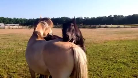 Funniest Animals