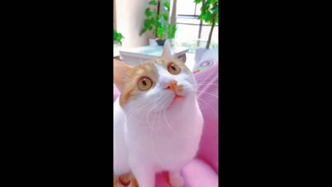 Why are you so cute my kitty