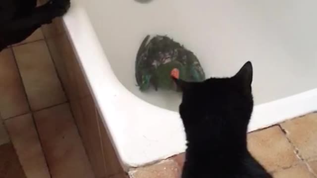 parrot bathing time