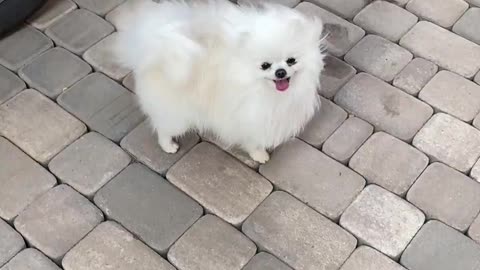 Cute dog looking at camera