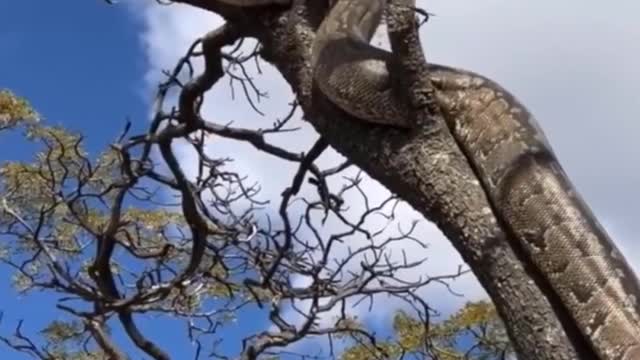 Largest python snake up a tree!
