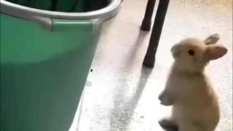 Funny video