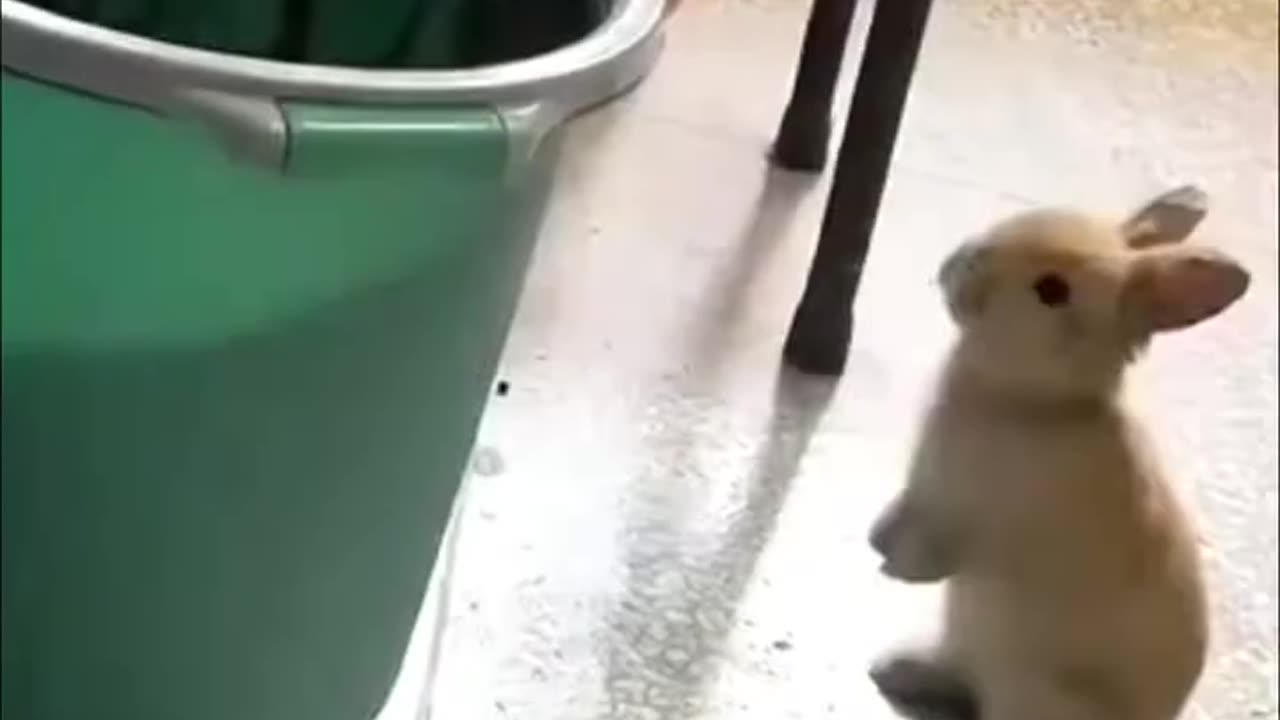 Funny video