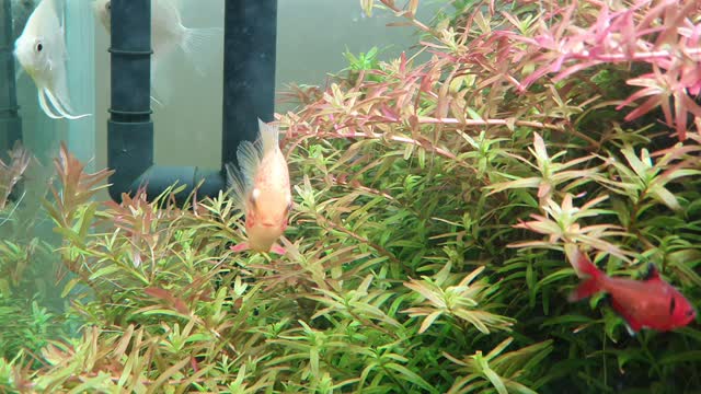 Pretty fish appreciation