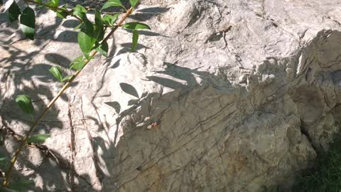 The big stone lies in the sun by the river, like a bed