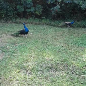 peacocks wild florida 2