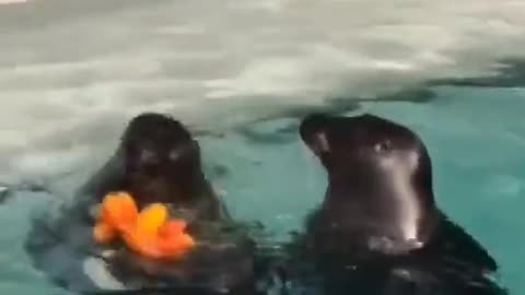 Who Doesn't Love Flowers #shorts #viral #shortsvideo #video