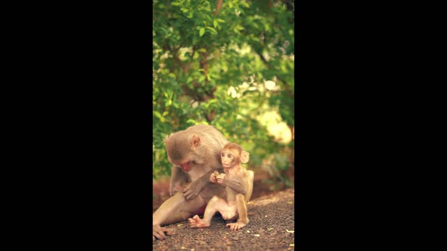 Cute Monkey