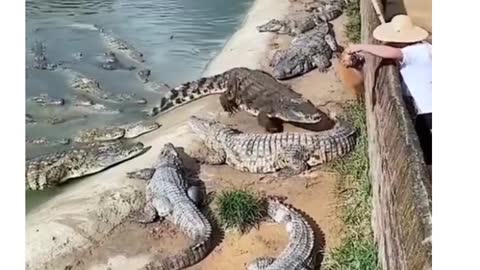 Animal short video crocodile #..