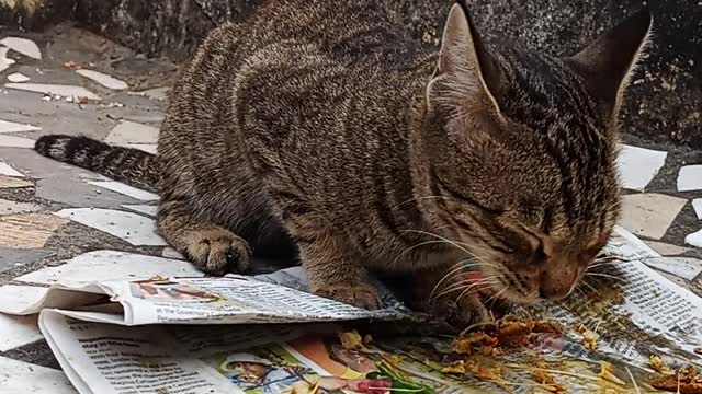 My Cat Is Having Fish 🐟🎏 Look @ Her Expression 🐱