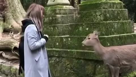 Deer saying hello in Japanese style
