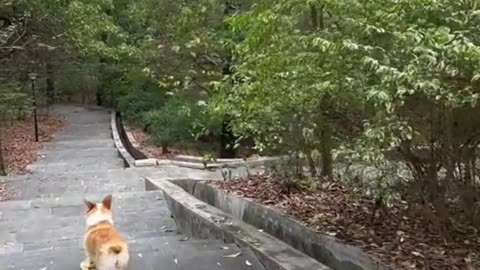 Radical Corgi Skates Down Stairs