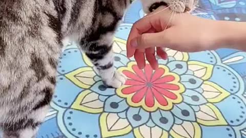 Funny Cat - Clip 1 in 2021: The Ultimate Feline Playdate!** 🐾🎥"