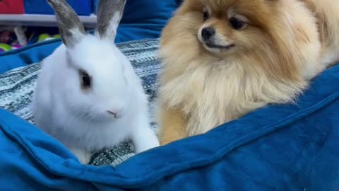 Rabbits, Cats 🐱