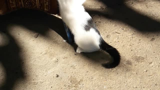 Kitten is playing