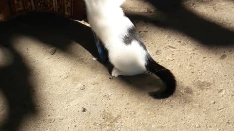 Kitten is playing