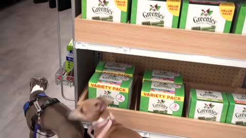 Giving my dogs whatever they ask for