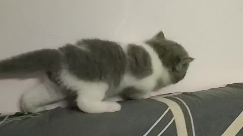 The kitten has learned to climb high