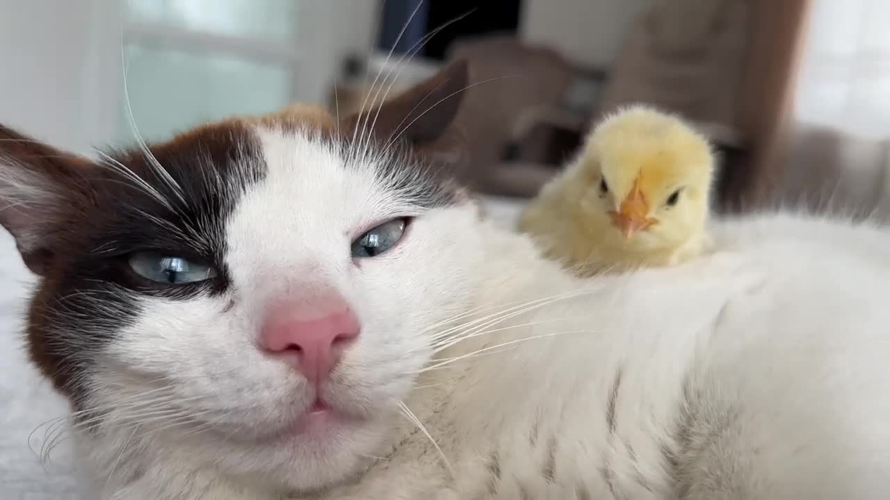 The Cat is Shocked by the Chick sleeping on it like a pillow
