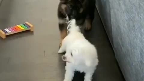 Two dog's playing in room.