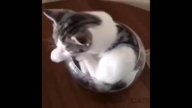 CAT FUNNY CAT VIDEOS 🐈🐈