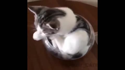 CAT FUNNY CAT VIDEOS 🐈🐈