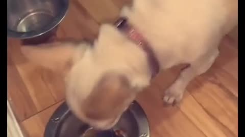angry little dog because of the amount of feed his owner gave him