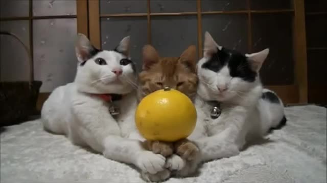 Learn how to train your cat in fun way as they are trained in cat training academy