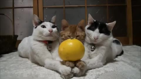 Learn how to train your cat in fun way as they are trained in cat training academy
