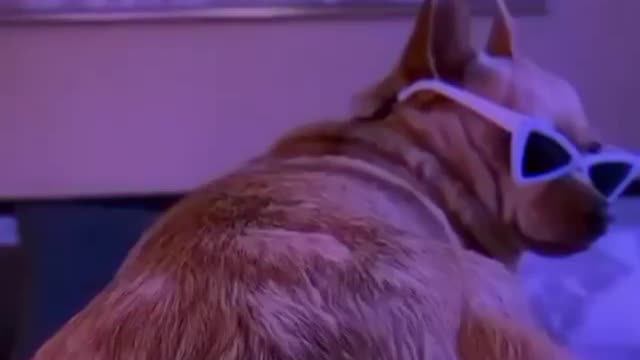 funny video 0000001