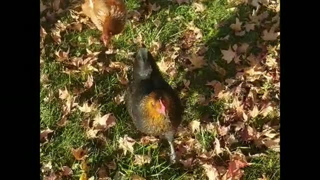 City Chickens