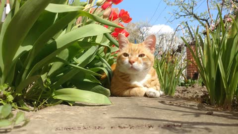 What your cat wants to tell you