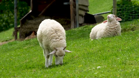 a cute sheep
