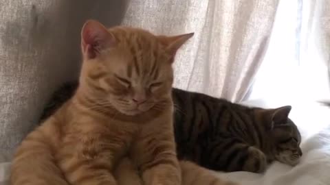 cat dozing off
