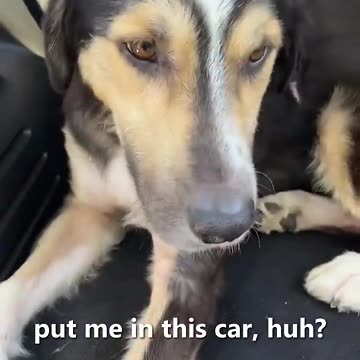 She Saved This Doggy 😍